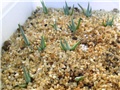 agave ferdinandi-regis